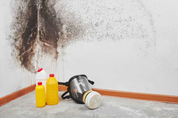 Professional Mold Removal in Pearsall, TX