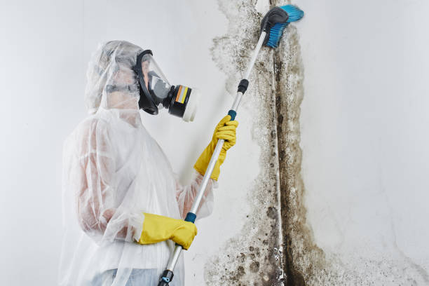 Mold Removal Process in Pearsall, TX
