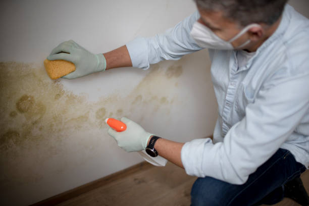 Best Residential Mold Removal  in Pearsall, TX