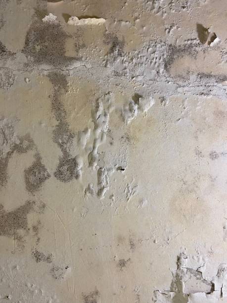 Best Mold Remediation  in Pearsall, TX