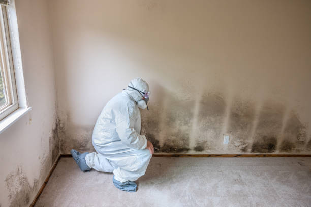 Best Fast Mold Removal  in Pearsall, TX