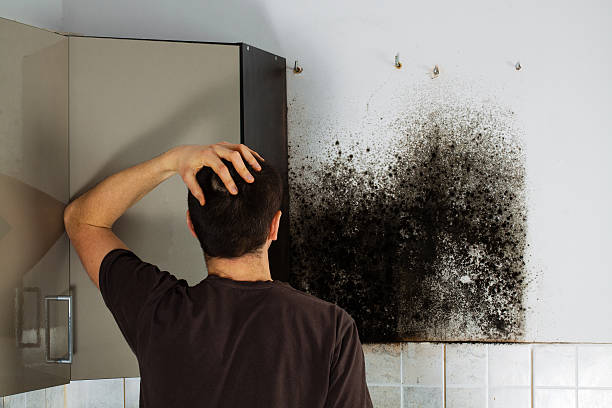 Best Local Mold Removal Service  in Pearsall, TX