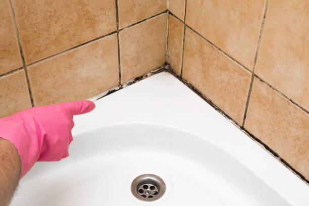 Best Black Mold Removal  in Pearsall, TX